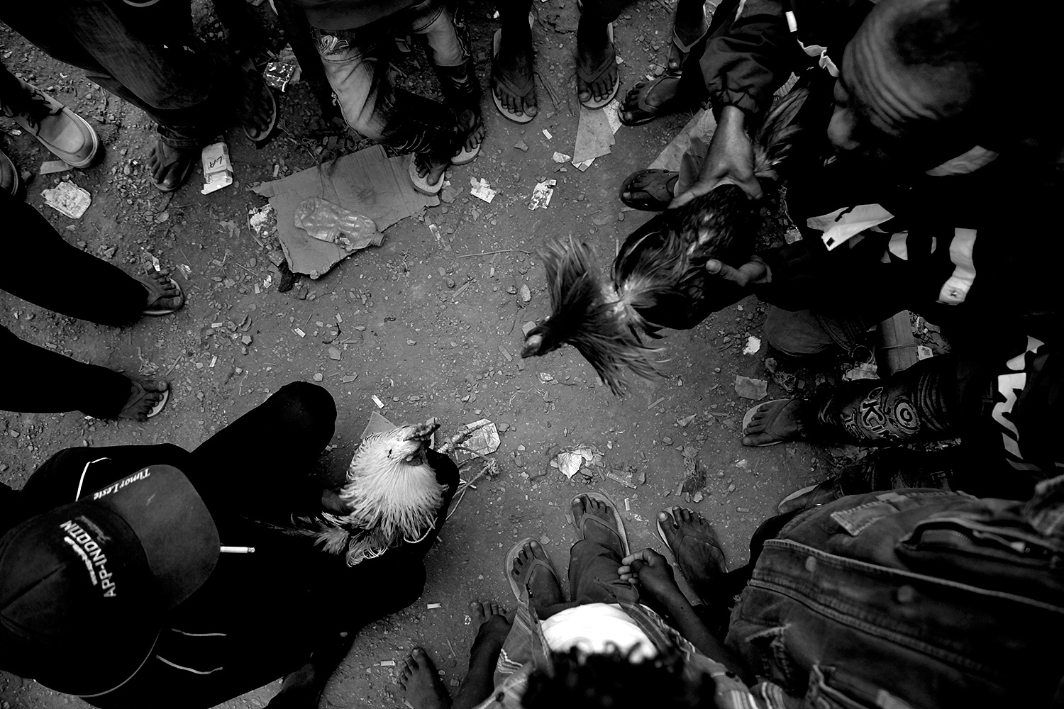 pedro sousa raposo / feathers and dollars